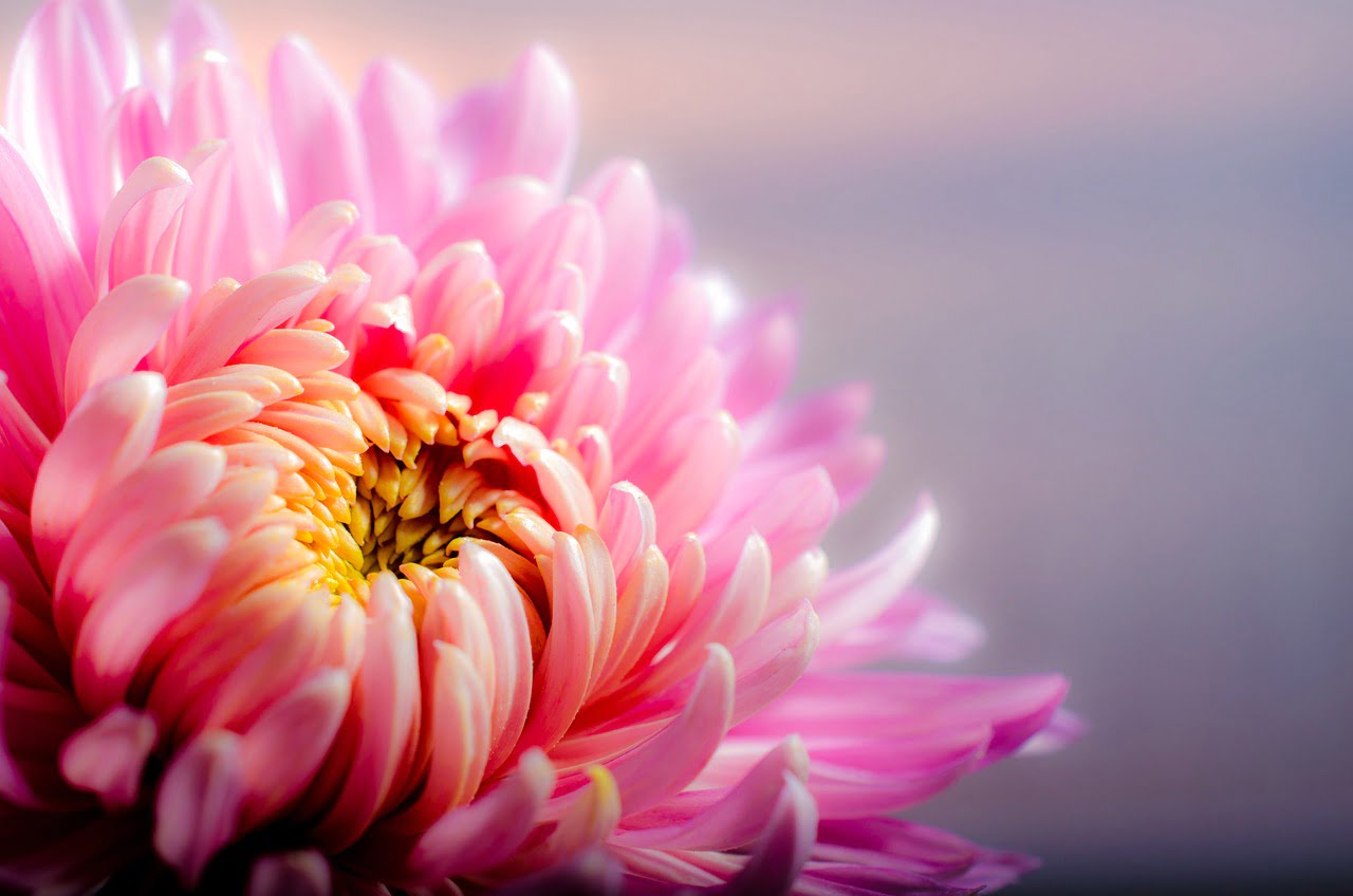 flower 202483 1280