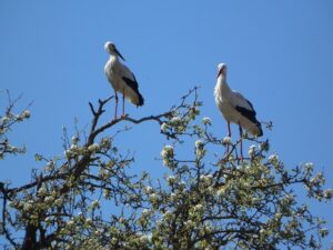 stork 328455 640