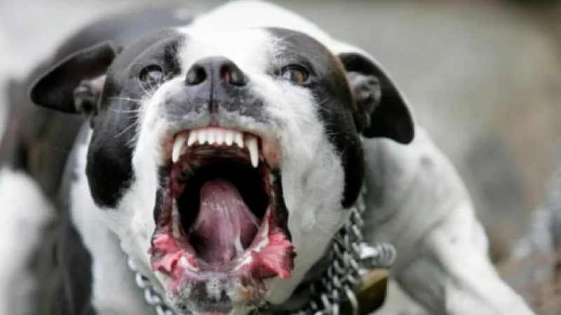 1716975987 b1a72be71 pitbul 1