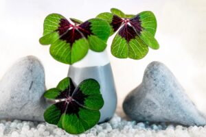 four leaf clover 5862054 1280