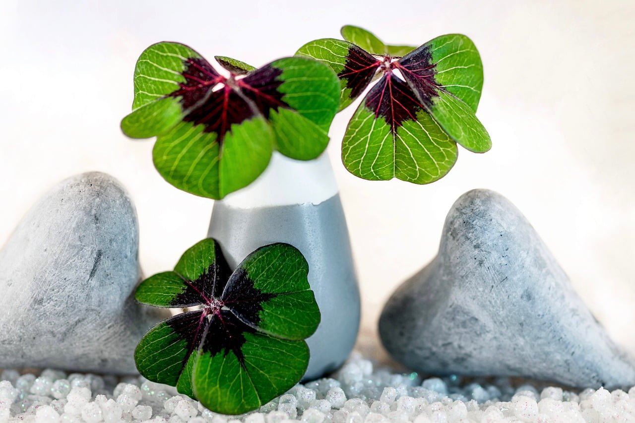four leaf clover 5862054 1280