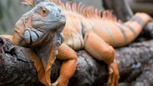 1720607123 screenshot 2024 07 10 at 13 25 08 zlobna iguana google search