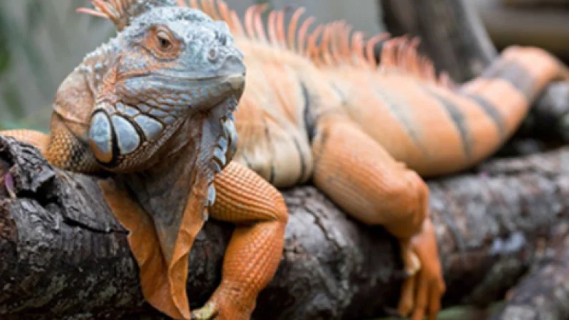 1720607123 screenshot 2024 07 10 at 13 25 08 zlobna iguana google search