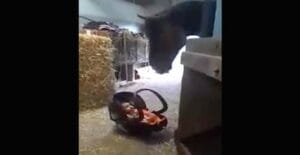 Майката за миг оставила бебето си в конюшнята. Тогава конят направил нещо неочаквано 30 dete kon 640x330 1