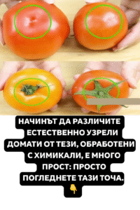 Как да разпознаете дали доматите са узрели по естествен път или са били третирани с химикали? Просто обърнете внимание на този важен признак! 50 chatgpt image 4.08.2025 g. 19 05 08