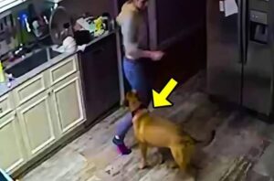 Жена се оплаквала, че кучето им постоянно се хвърля върху нея без причина: мъжът ѝ не повярвал и решил да сложи камера, за да наблюдава жена си и кучето. Но това, което видял на екрана, го шокирало 😨😱 56 sobaka napadaet glavni