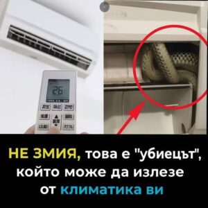НЕ ЗМИЯ, това е „убиецът“, който може да излезе от климатика ви 👇 56 545150926 1215112233986640 5914570265437758320 n