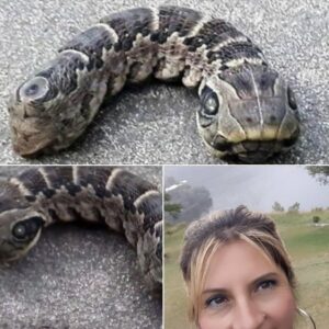Една жена се натъкнала на това ЧУДОВИЩЕ в задния си двор и в първия момент решила, че вижда змия с две глави. Когато обаче осъзнала какво всъщност е, тя се втурнала към къщата, крещейки от ужас: 👇👇👇 14 611154928 122245736114106243 739